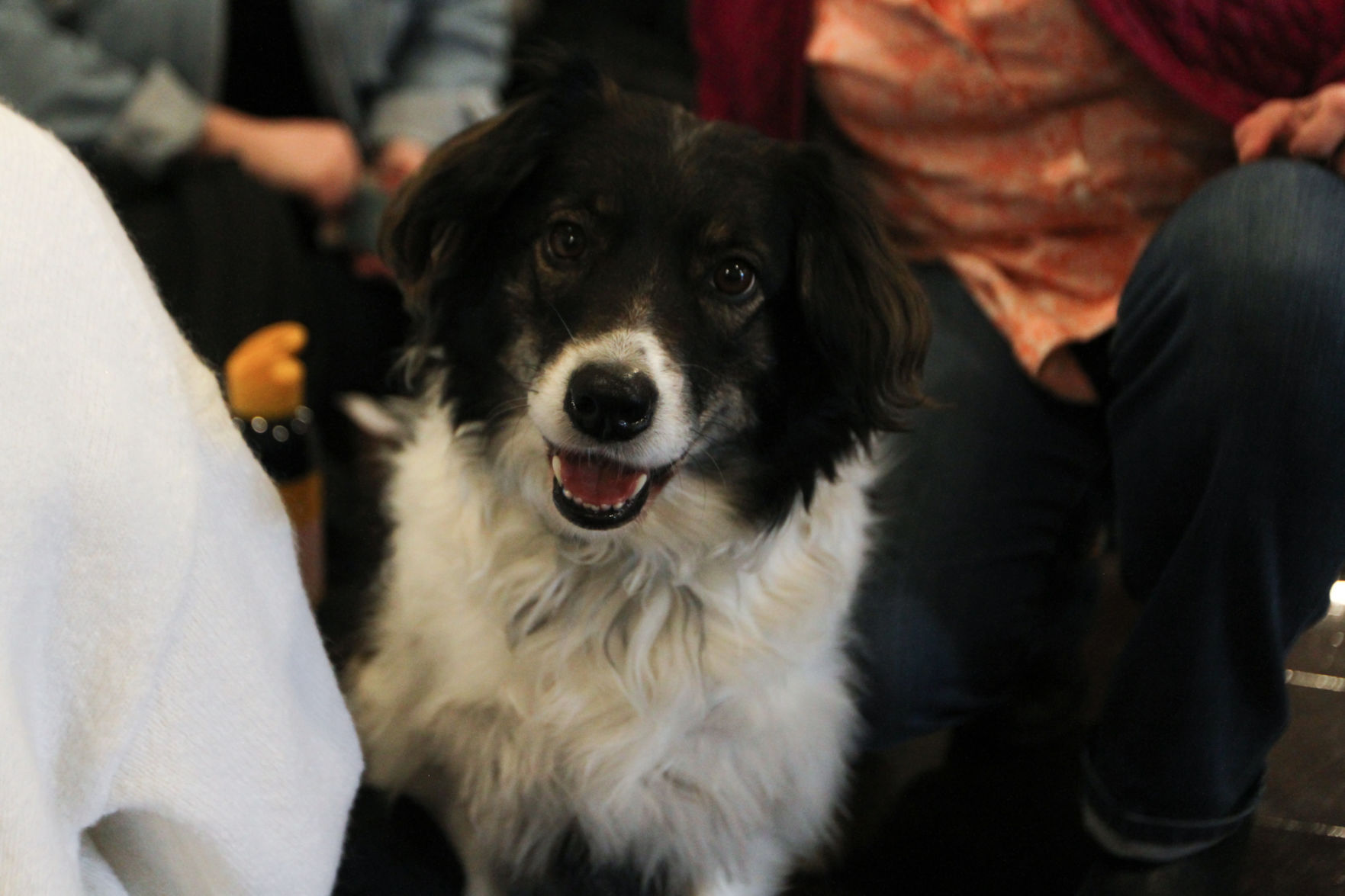 Ellie the support dog